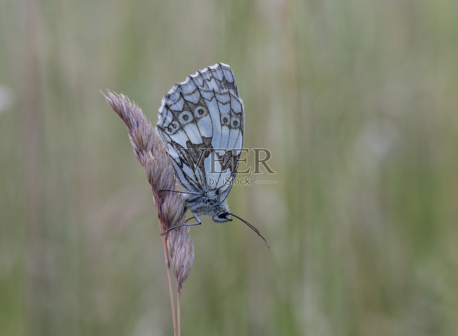大理石白蝶照片摄影图片