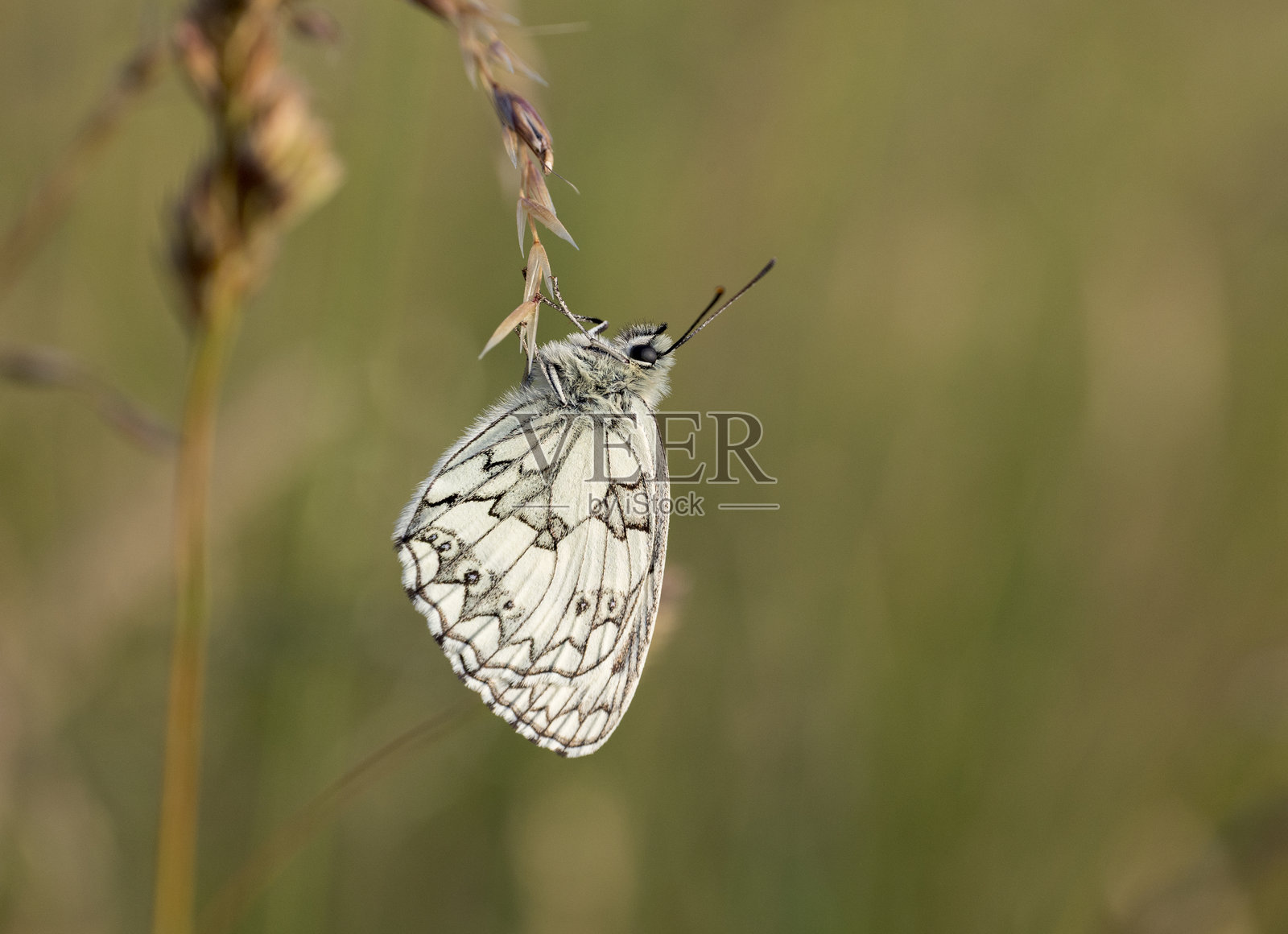 大理石白蝶照片摄影图片