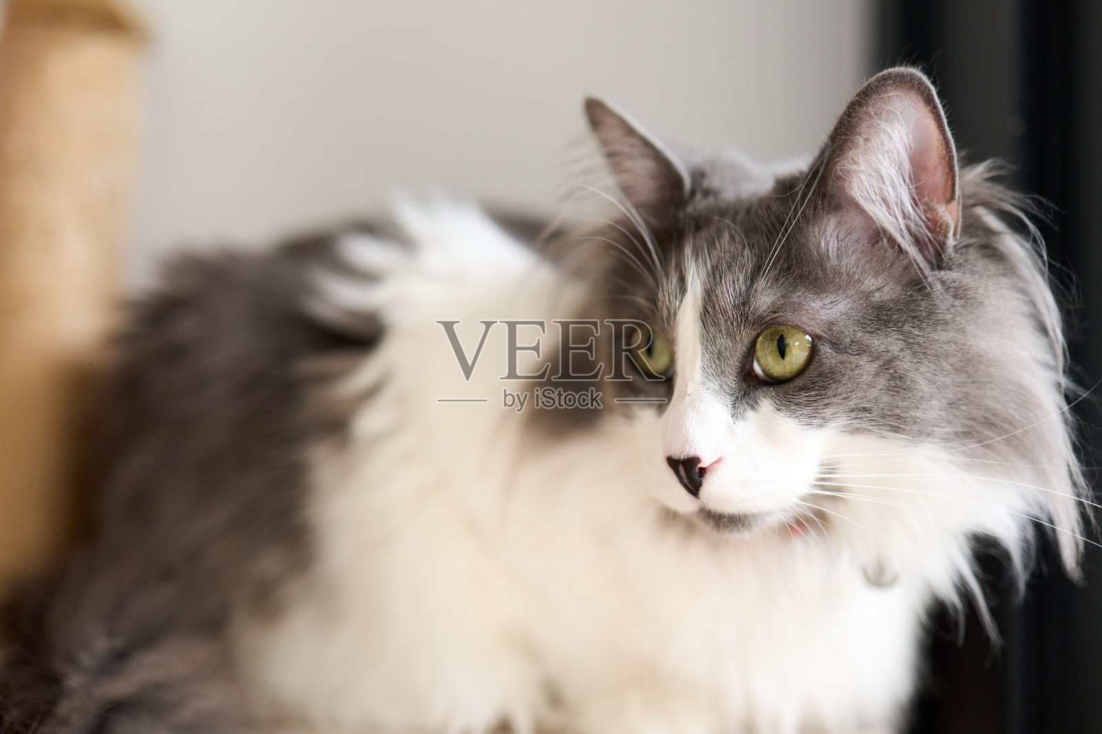 灰白色的家养长毛猫在家中放松照片摄影图片