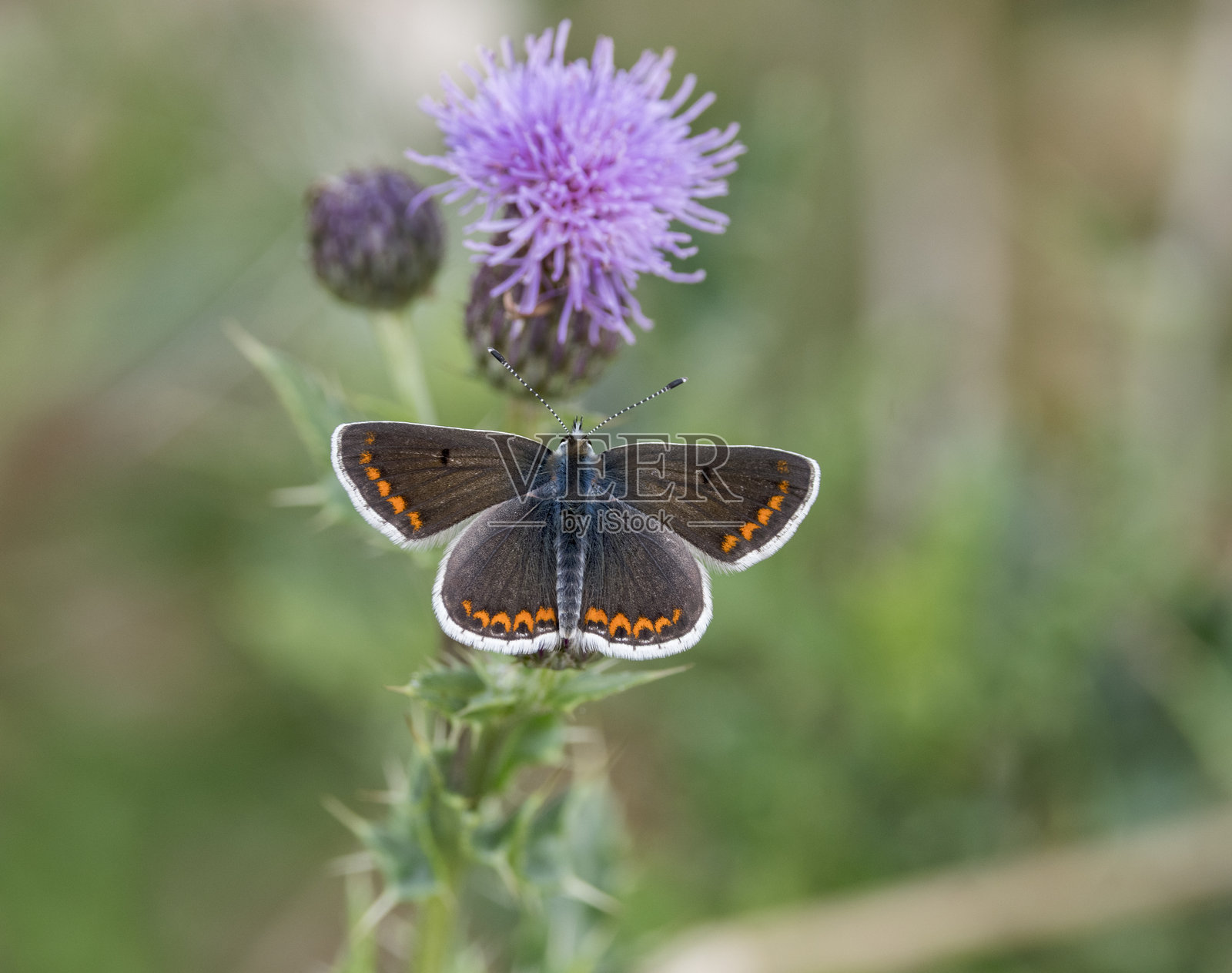 棕色阿尔戈斯蝴蝶照片摄影图片