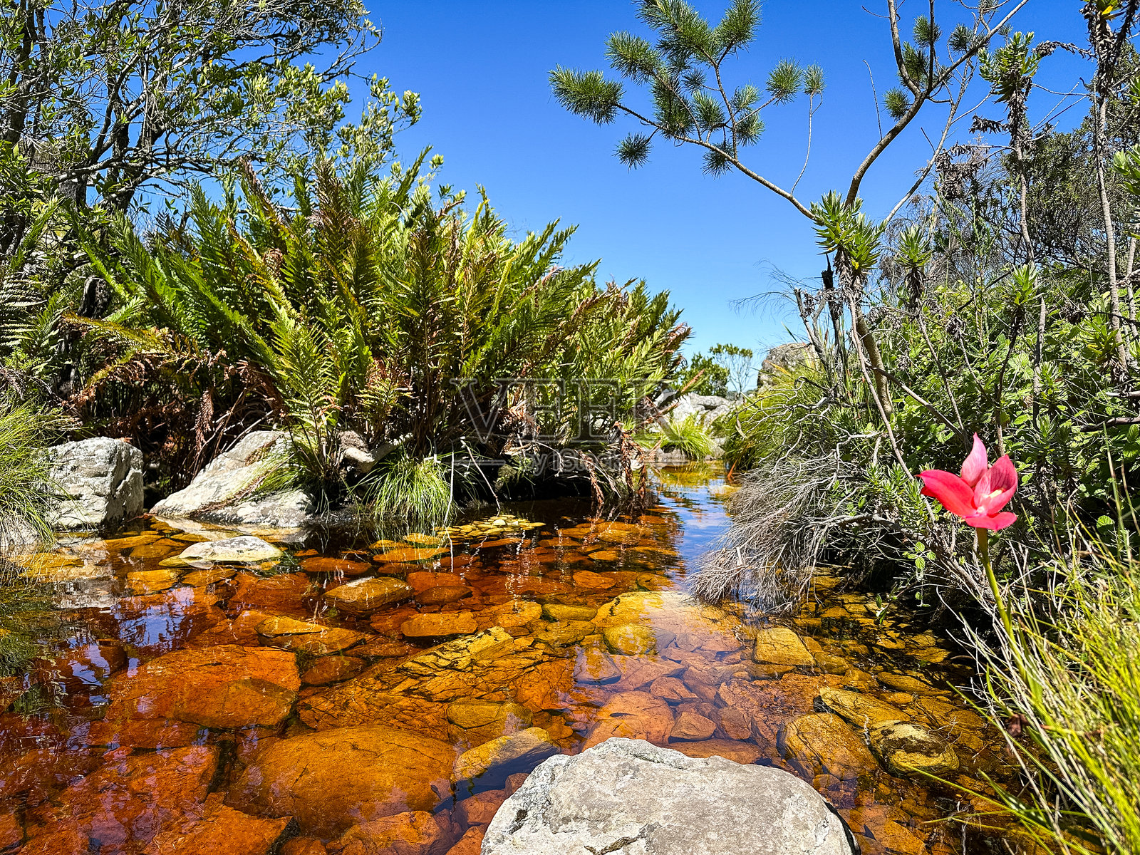 桌山溪边的红色迪萨花照片摄影图片
