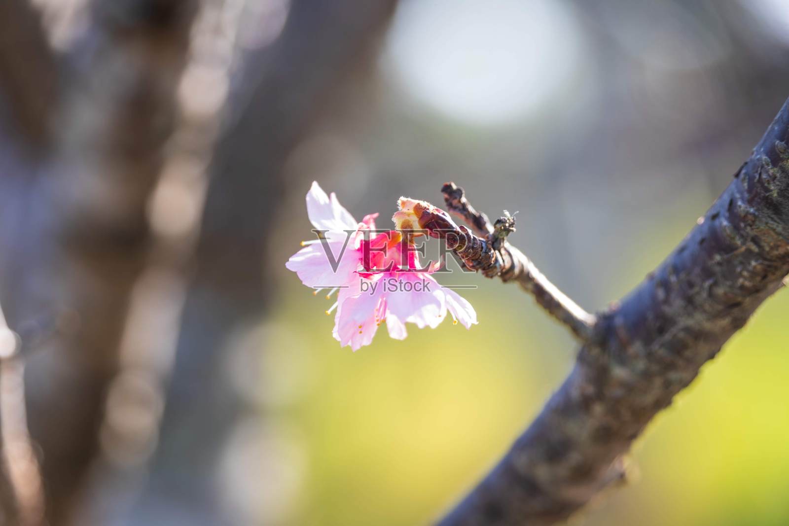 春天的鲜艳粉色花朵，冲绳，日本照片摄影图片