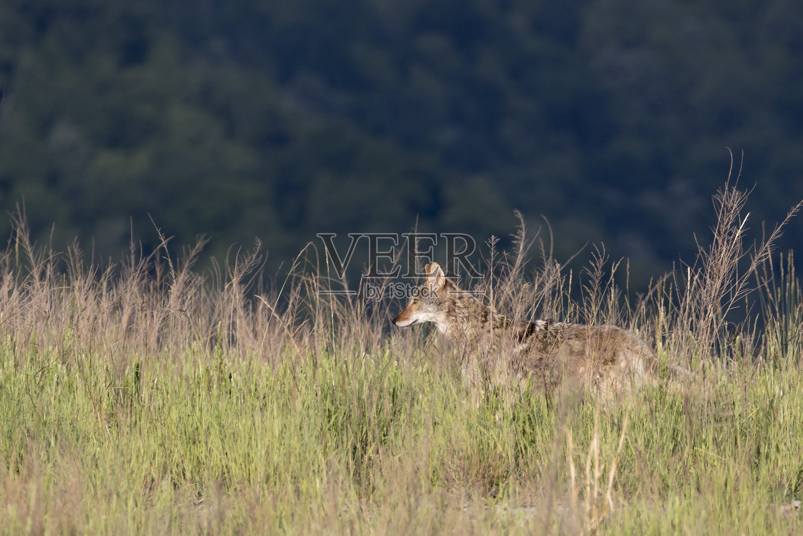 土狼照片摄影图片