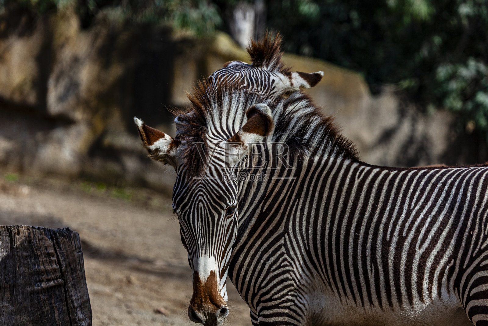 动物园里的动物 - 大象照片摄影图片