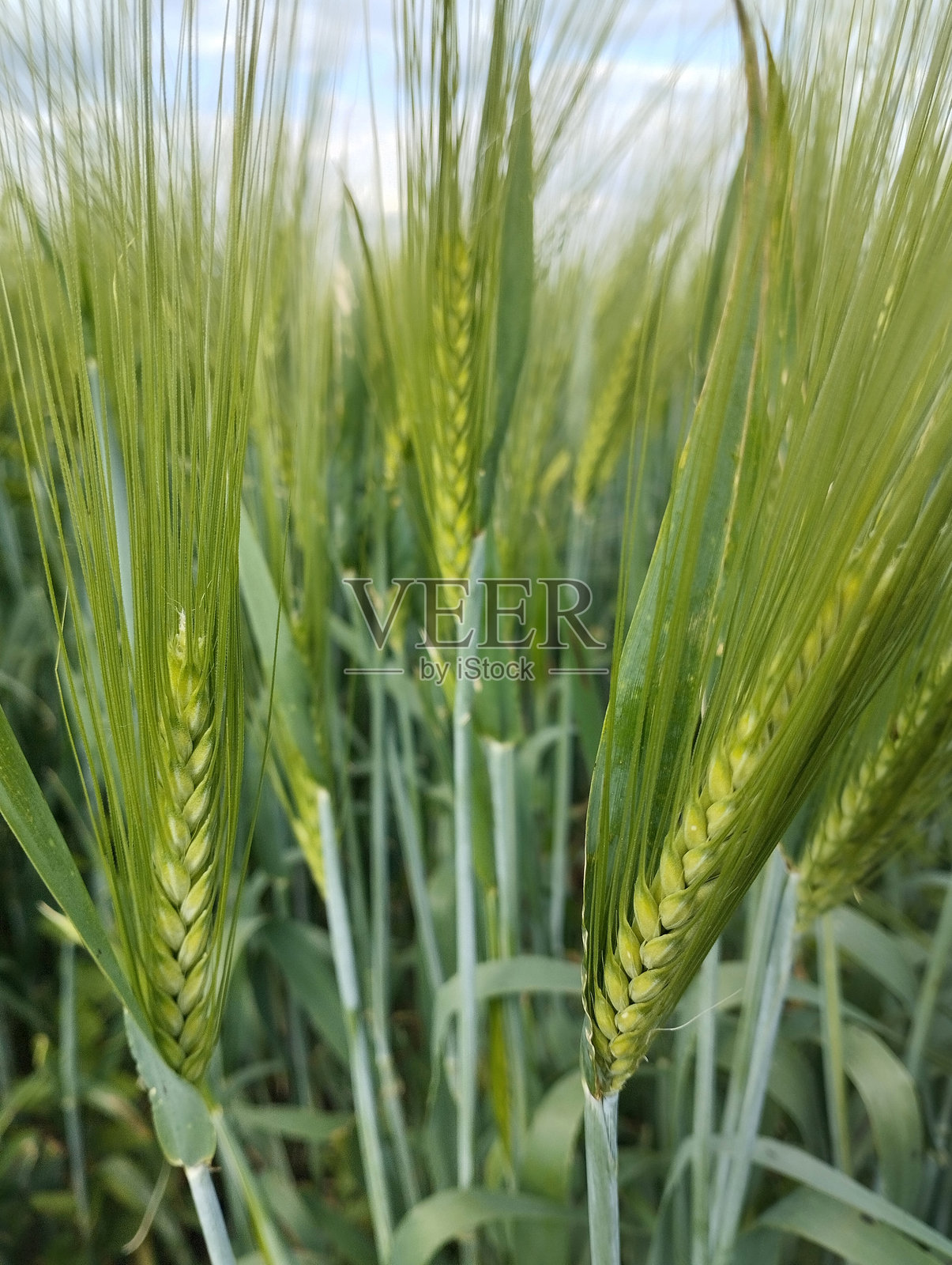 小麦穗特写照片照片摄影图片