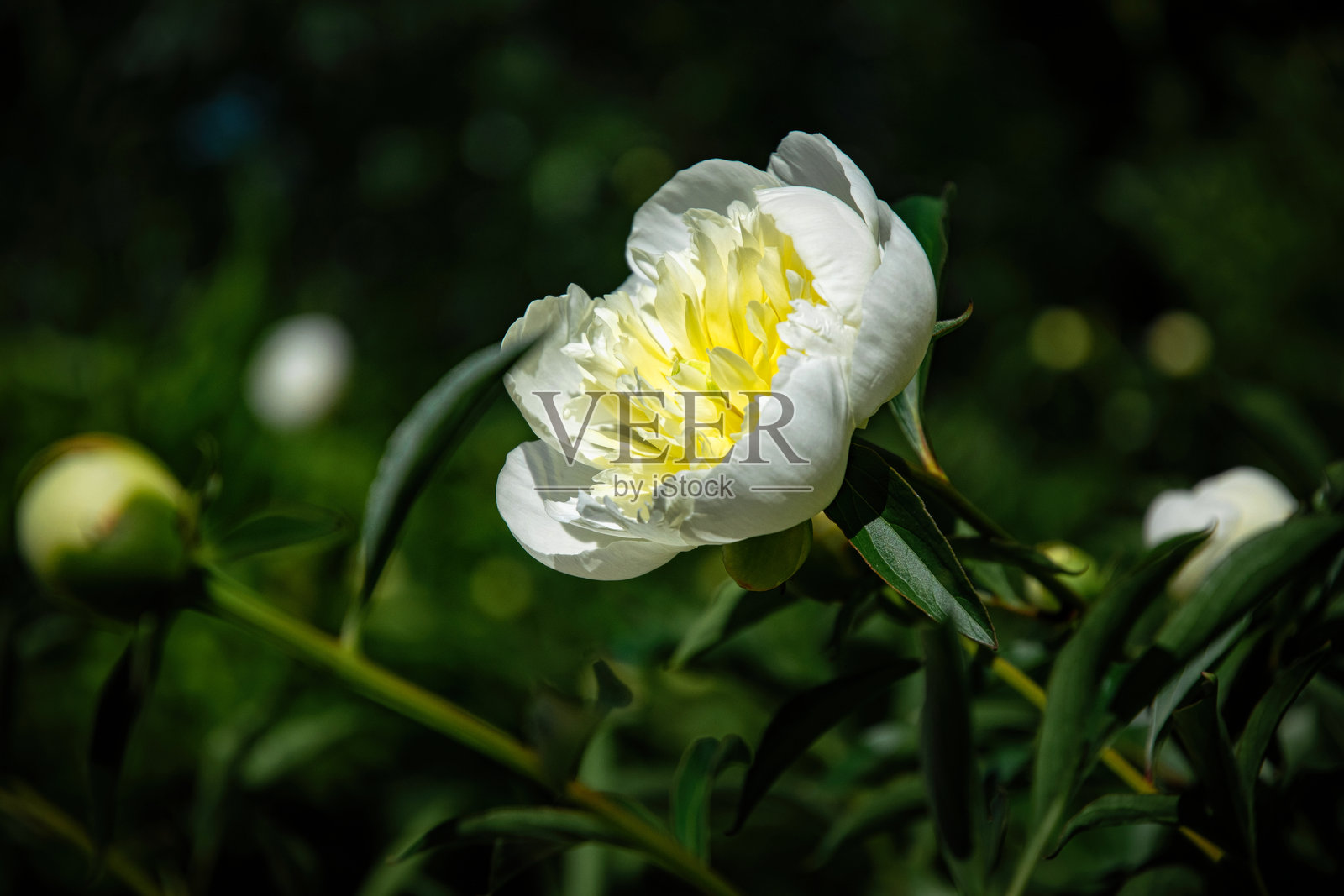 白色牡丹与清新的春季花园照片摄影图片