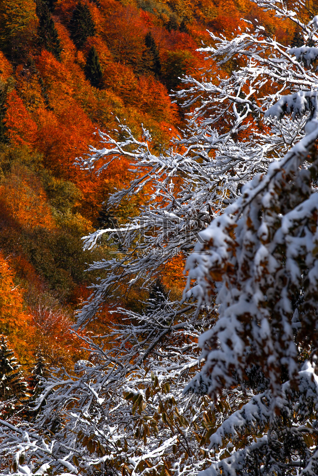 雪山风景与秋天的树木 - 黑海地区照片摄影图片