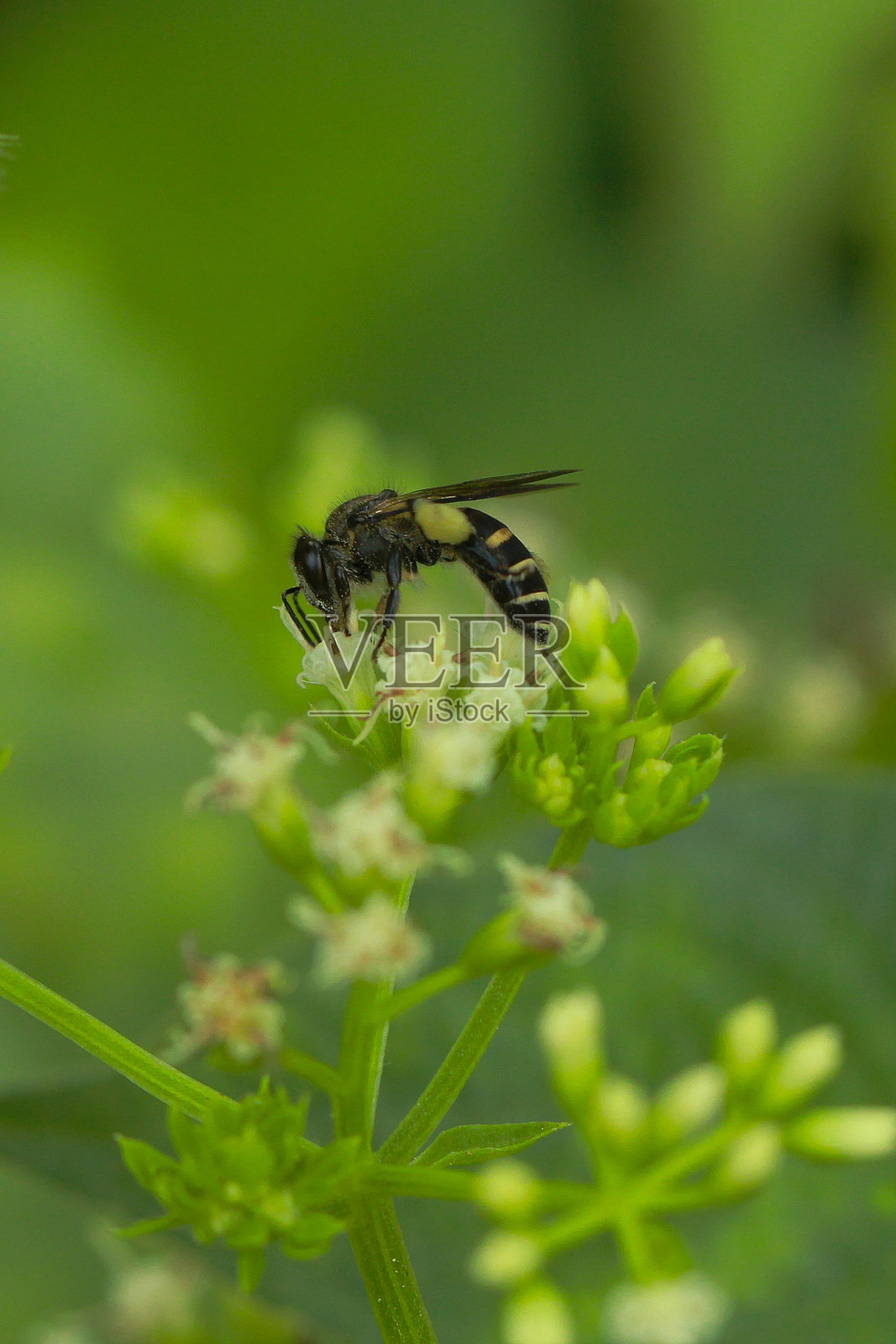 蜜蜂在花上。照片摄影图片