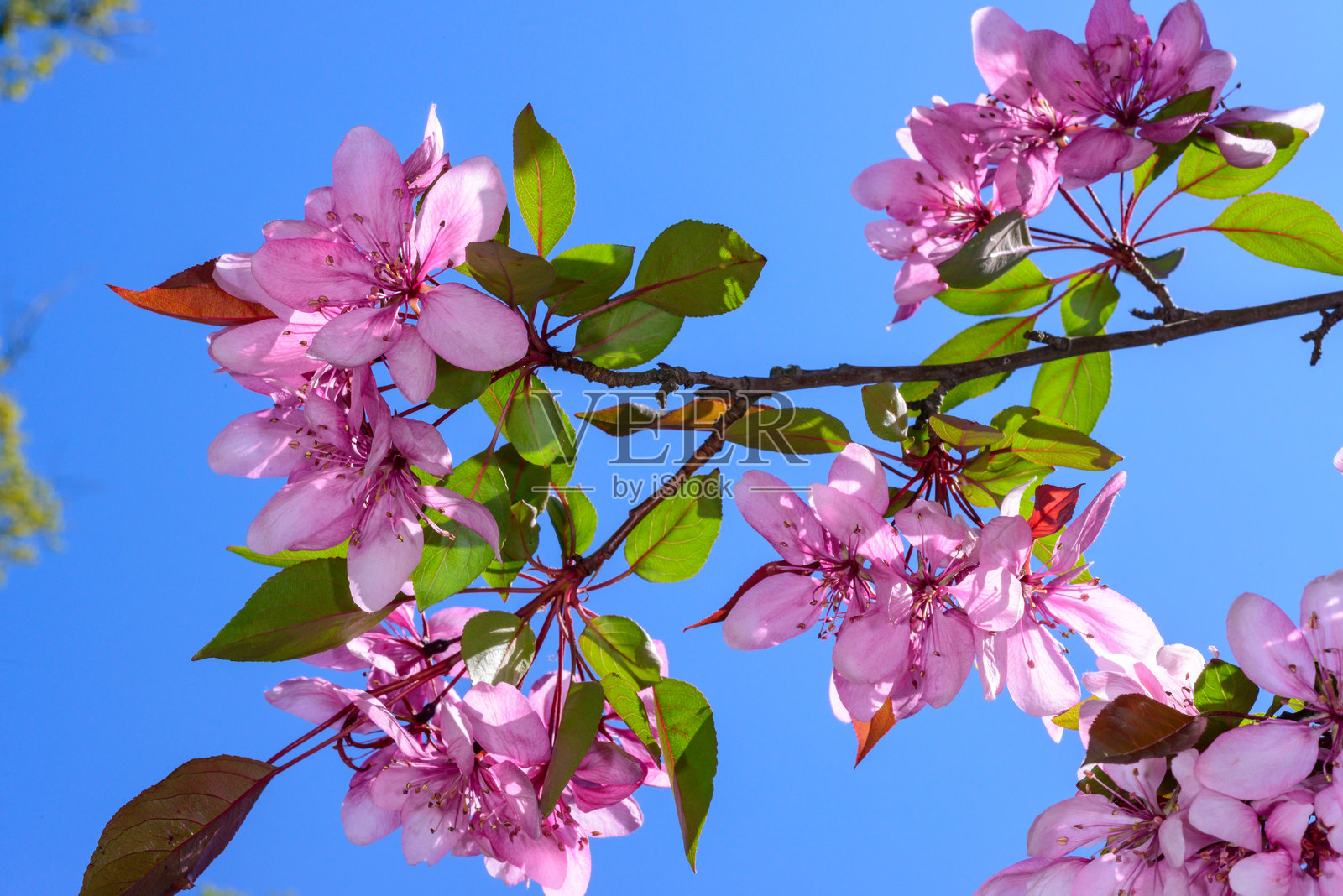 欧洲野苹果 Malus sylvestris， ornamental tree 的粉色花朵在蓝天的花园中。照片摄影图片