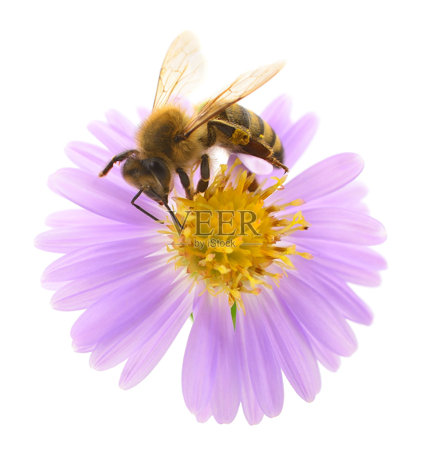 蜜蜂与蓝色花朵照片摄影图片