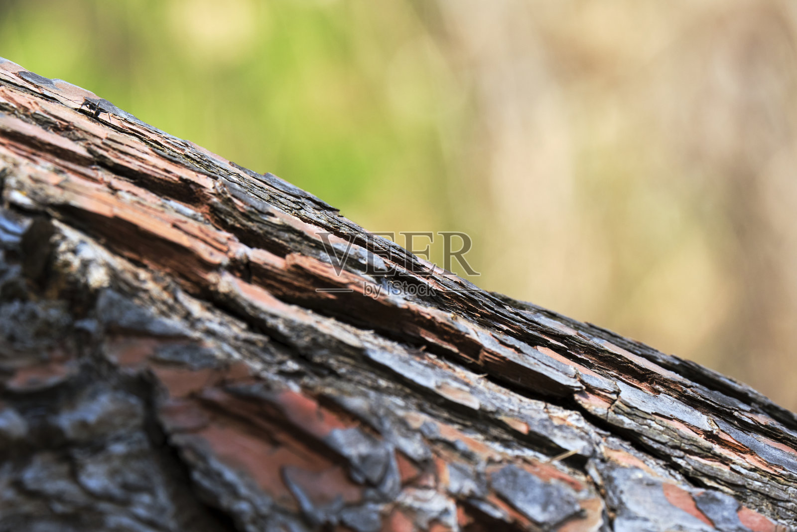 树皮特写，展现自然纹理和微妙的背景模糊照片摄影图片