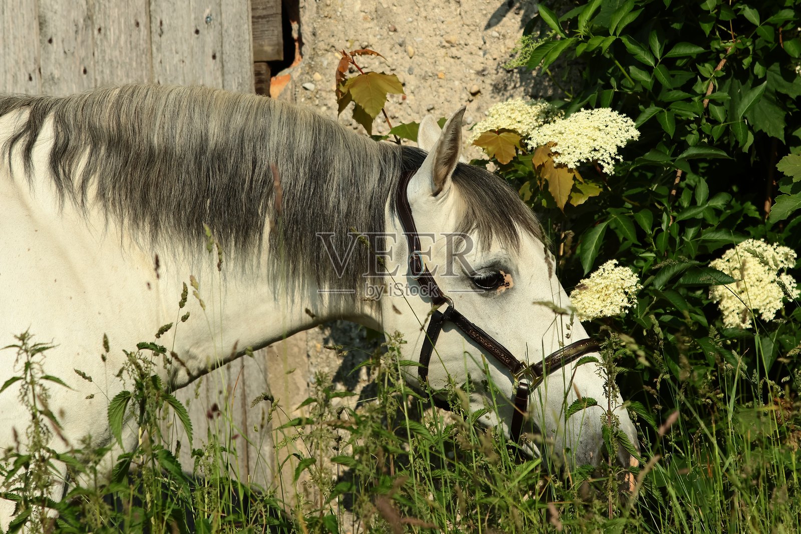 安达卢西亚马在接骨木灌木前照片摄影图片