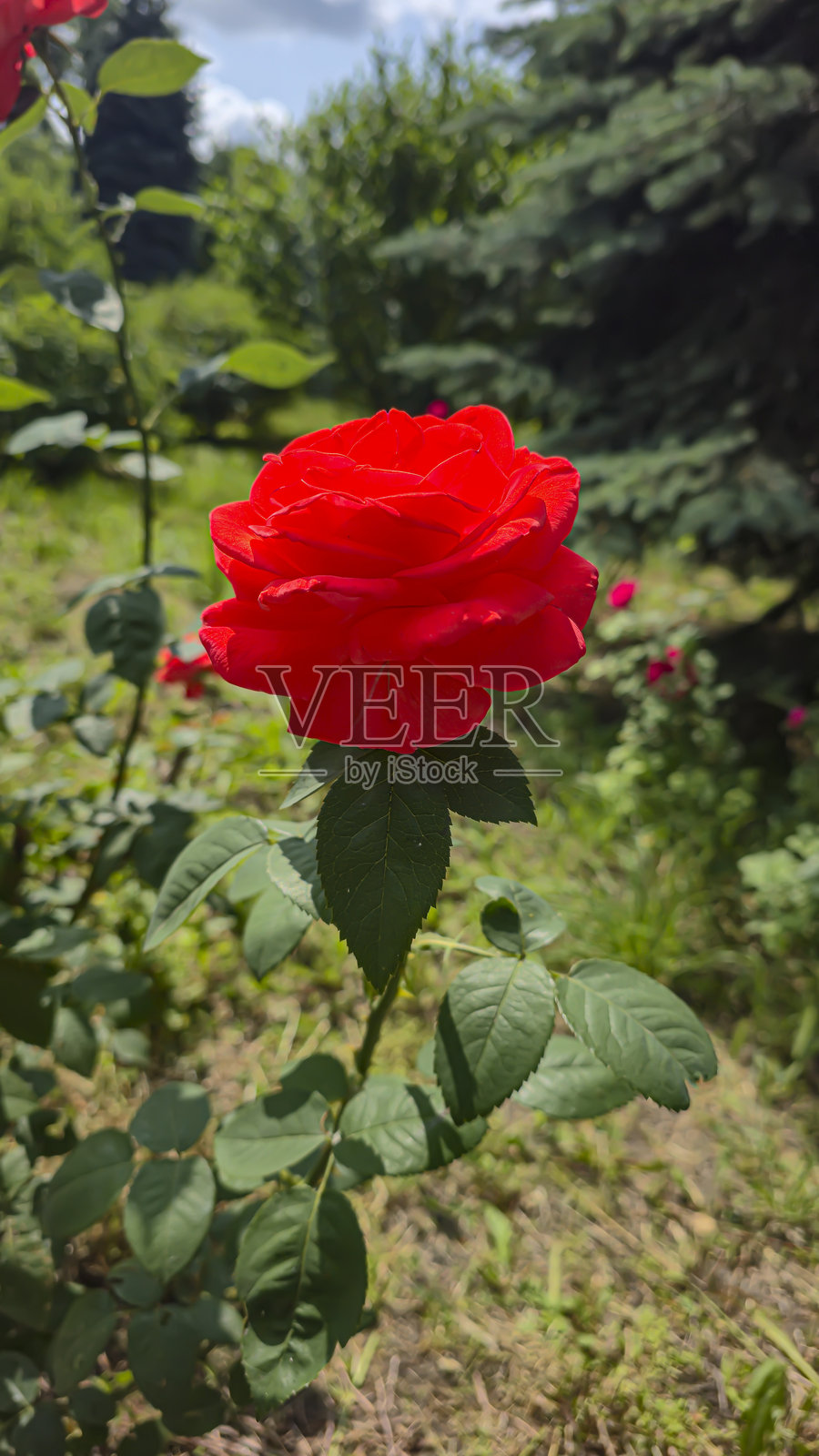 城市公园里的玫瑰灌木。各种玫瑰品种和颜色。照片摄影图片