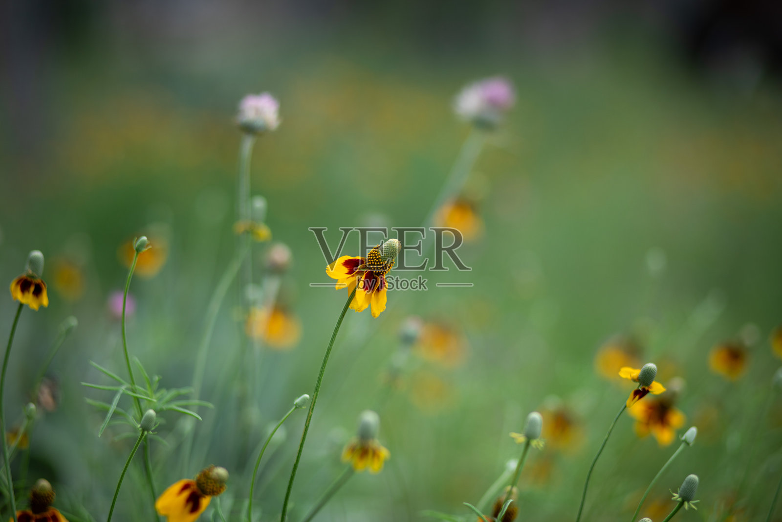 墨西哥帽野花的特写镜头照片摄影图片