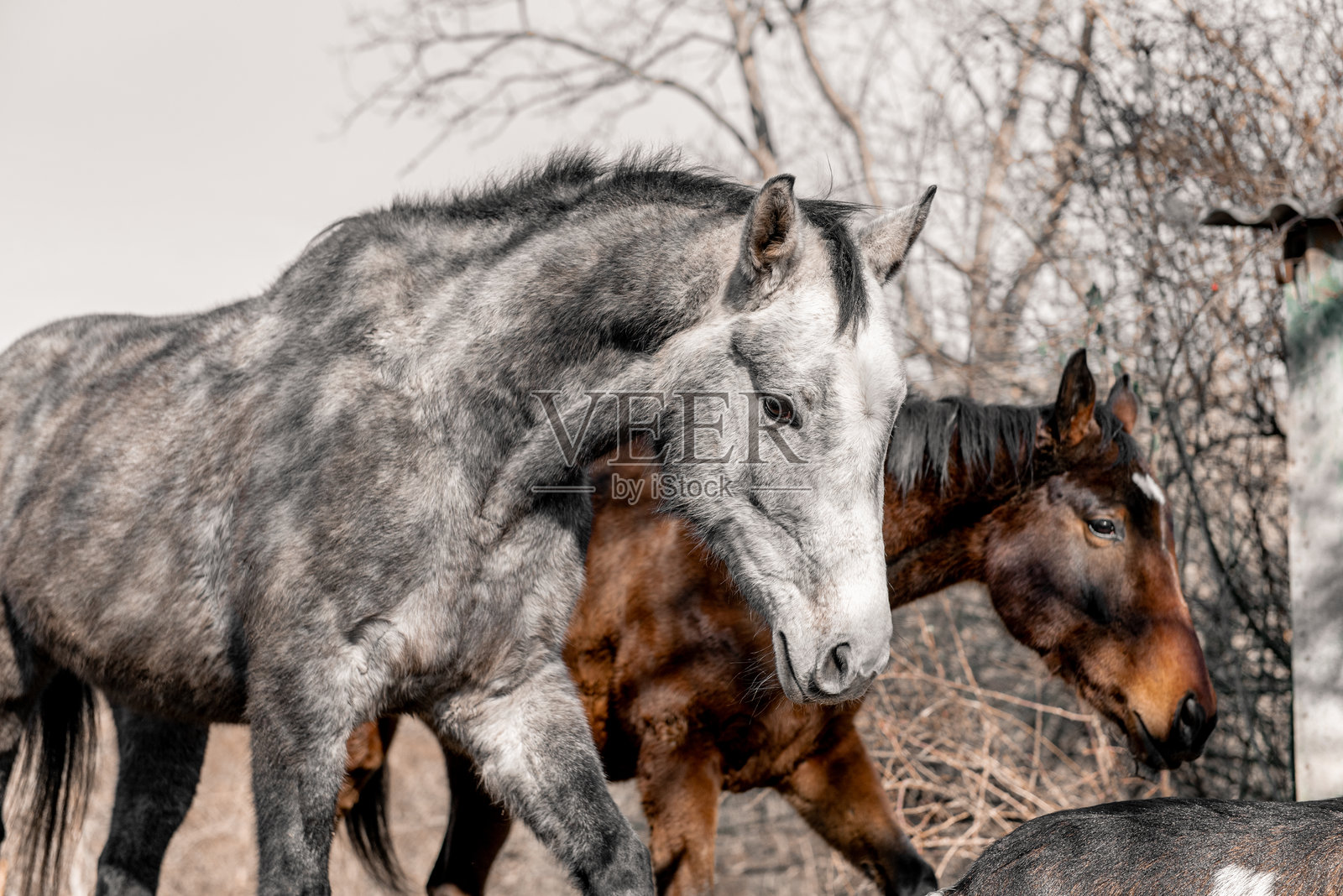 两匹马在花园里，背景是天空照片摄影图片