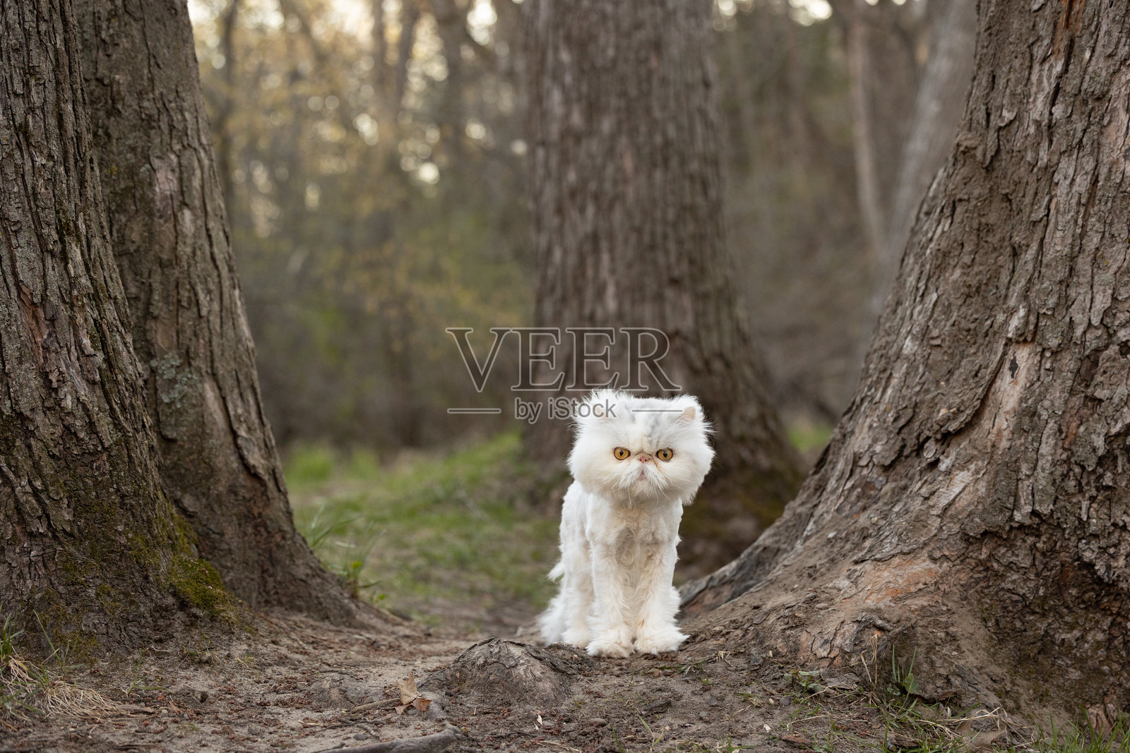 白色波斯猫站在森林中两棵大树之间照片摄影图片