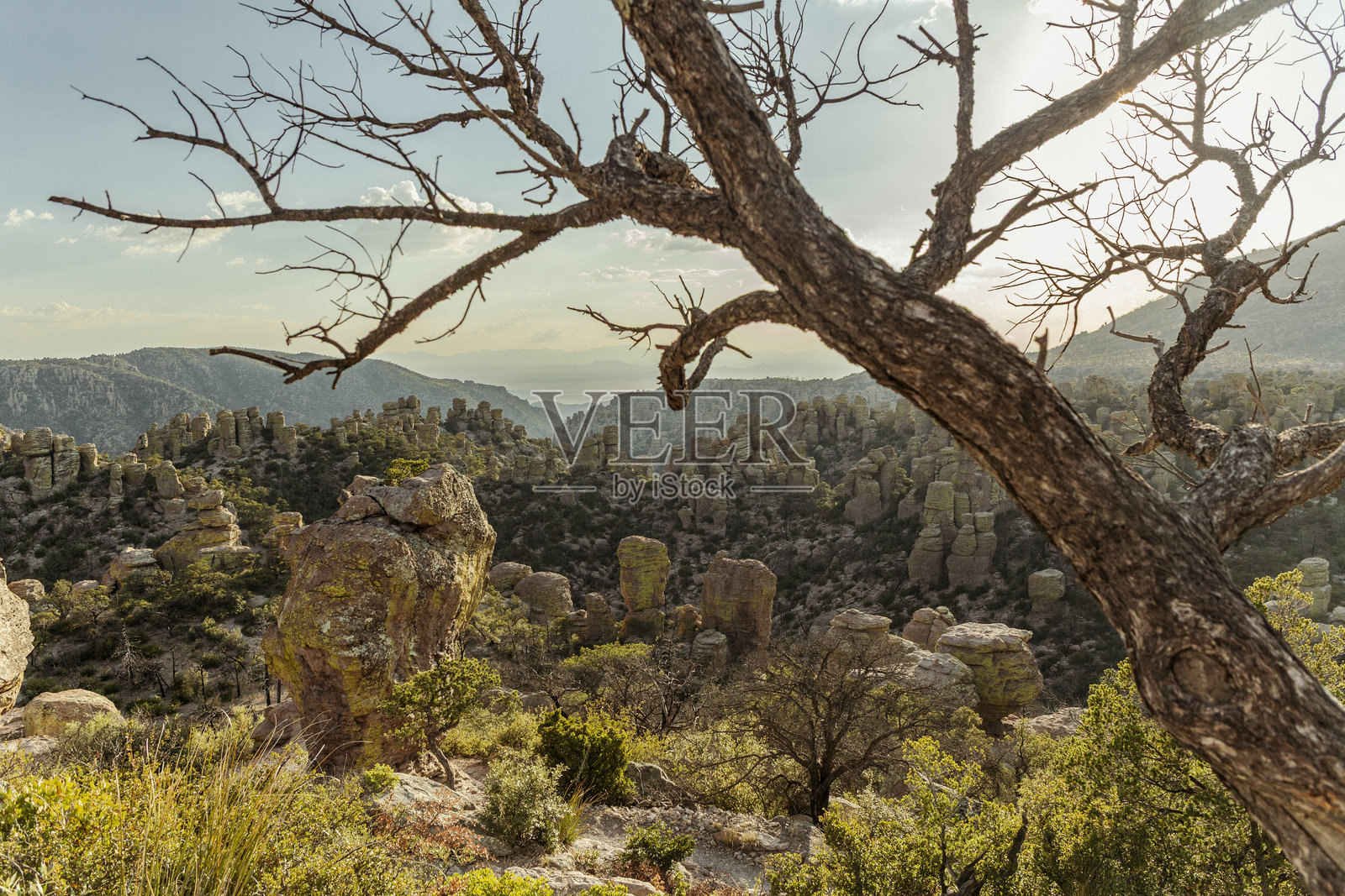 奇里卡华国家纪念碑前的树枝照片摄影图片