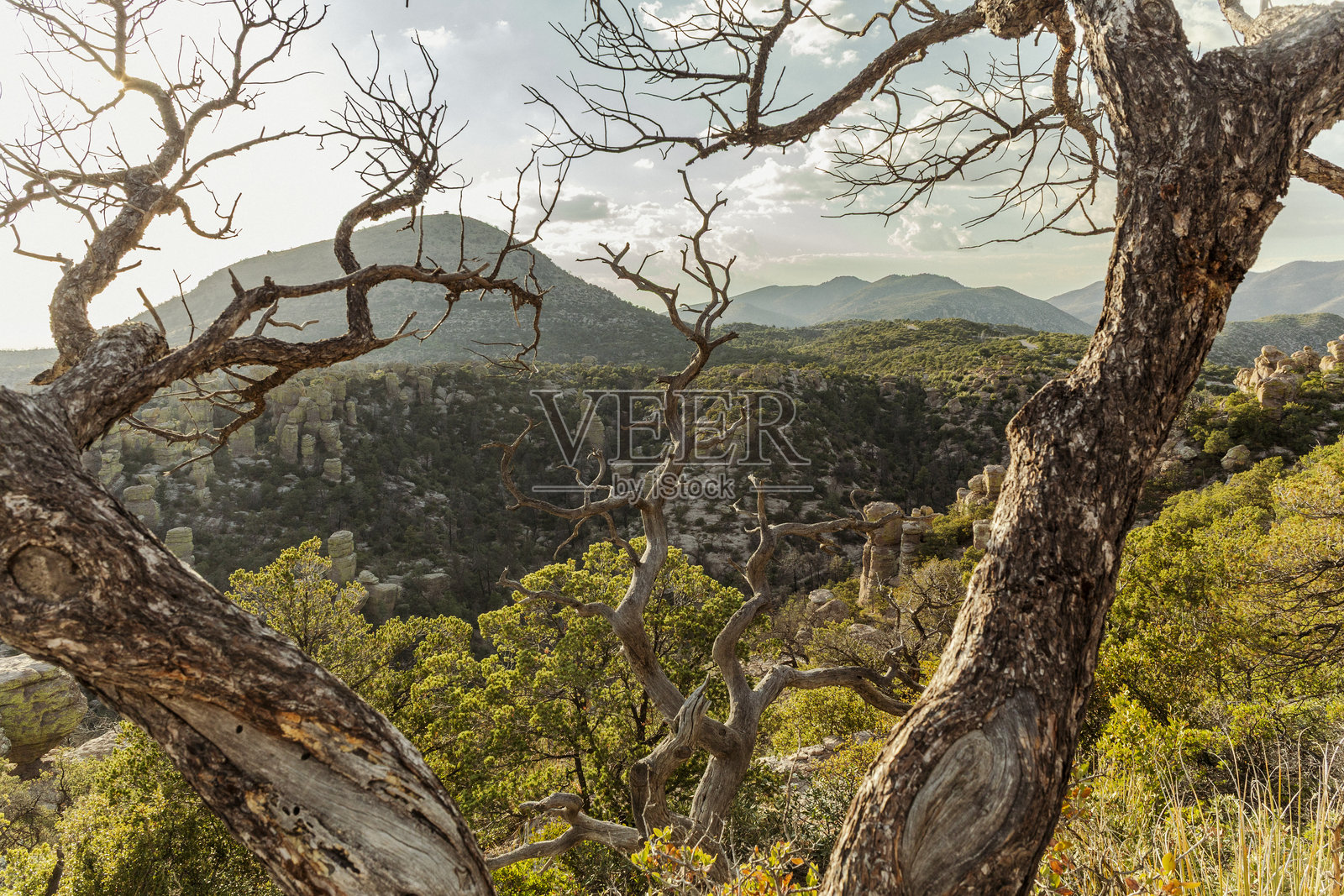 奇里卡华国家纪念碑被树枝框住照片摄影图片