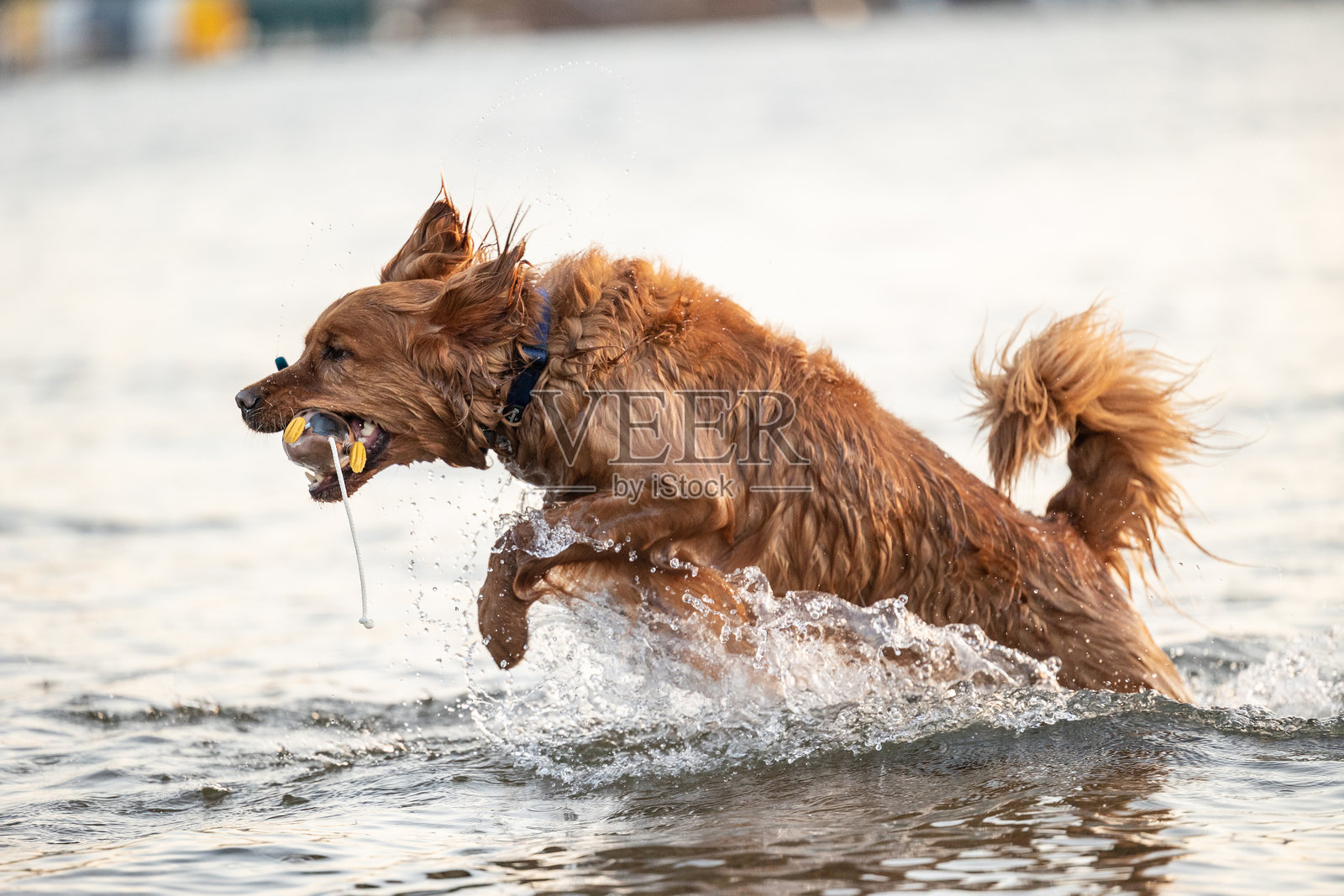 金毛寻回犬在湖中嬉戏，嘴里叼着玩具照片摄影图片