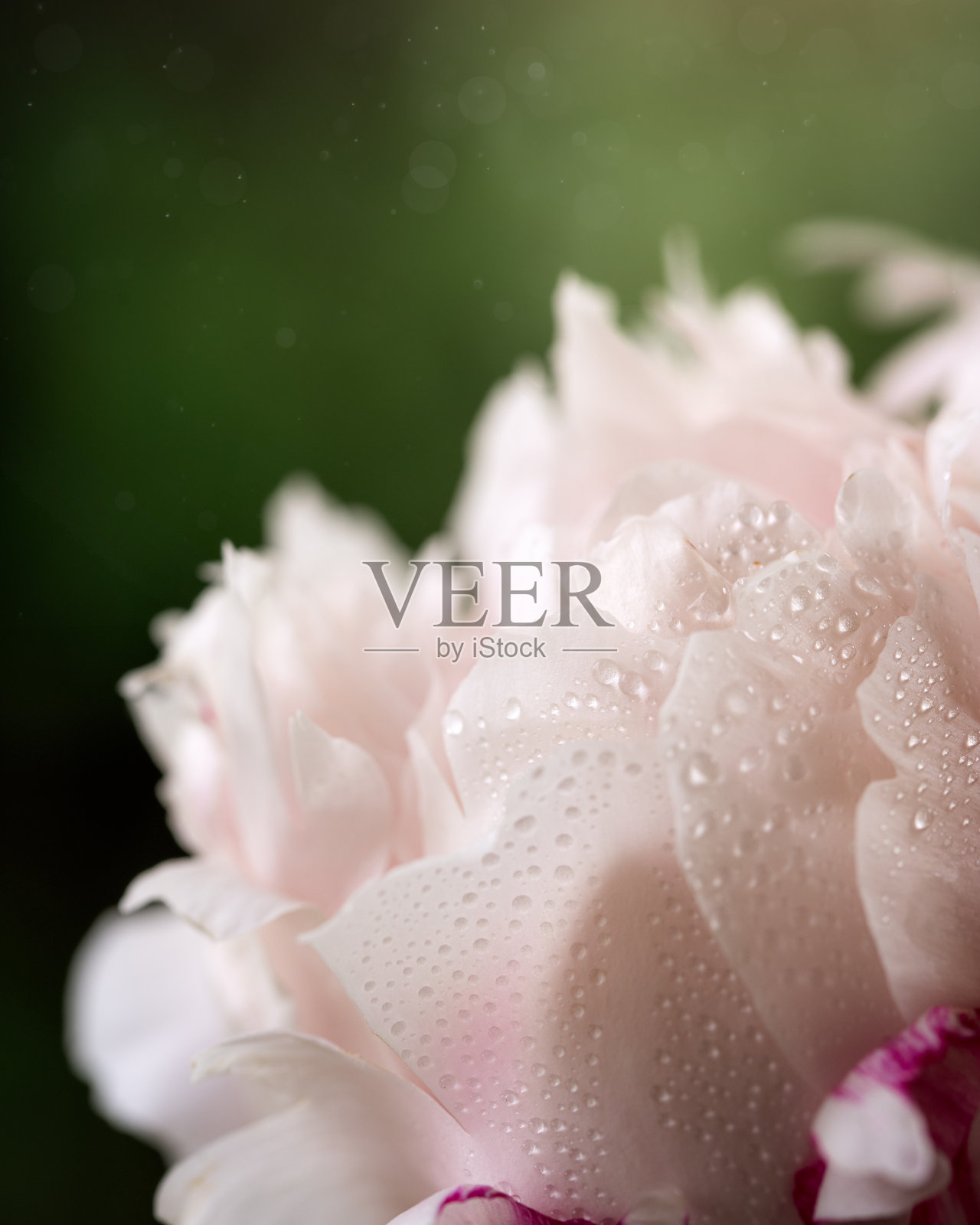 盛开的柔和色调牡丹花上的水滴照片摄影图片