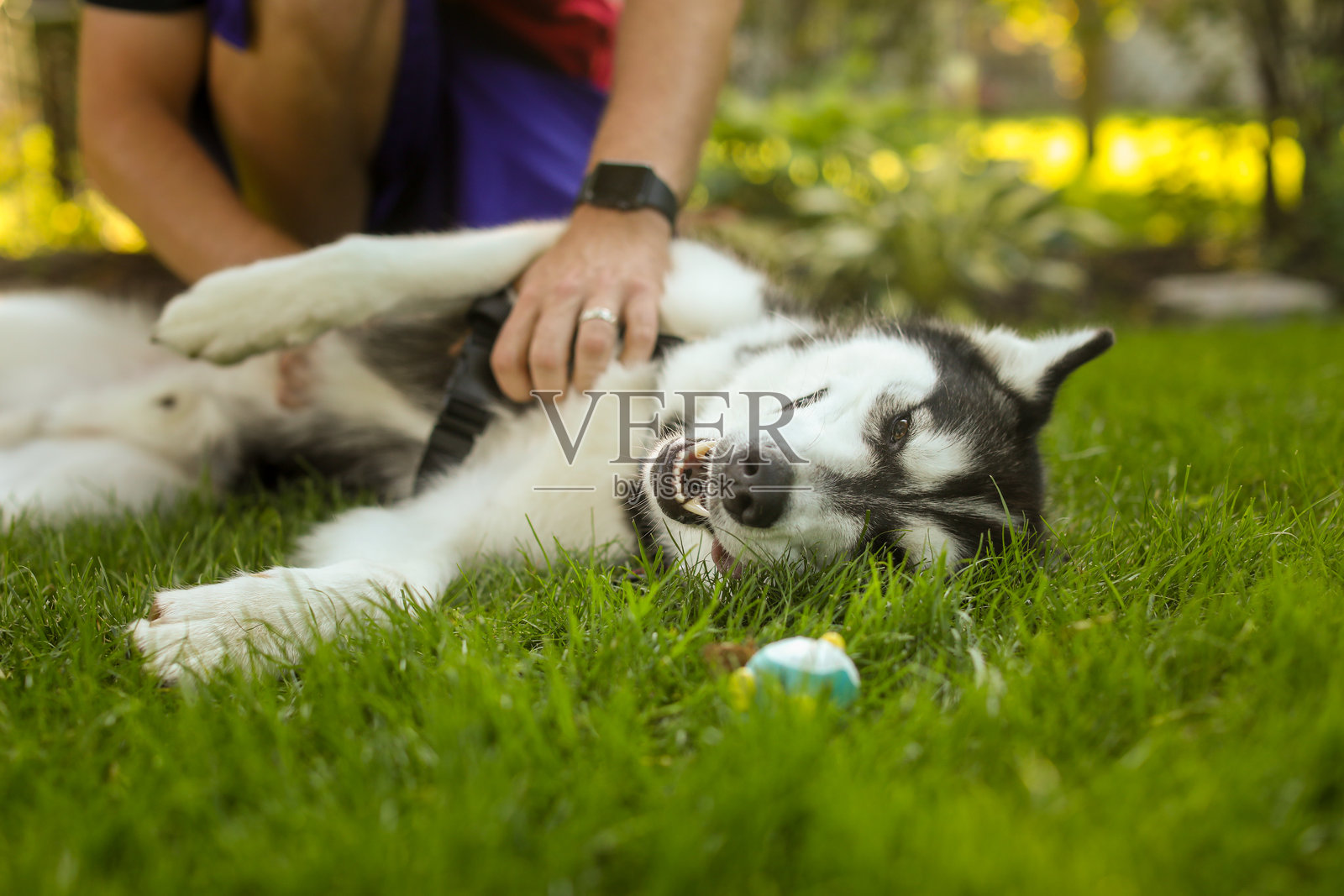 西伯利亚哈士奇在绿草地上享受肚子被抚摸的时光照片摄影图片