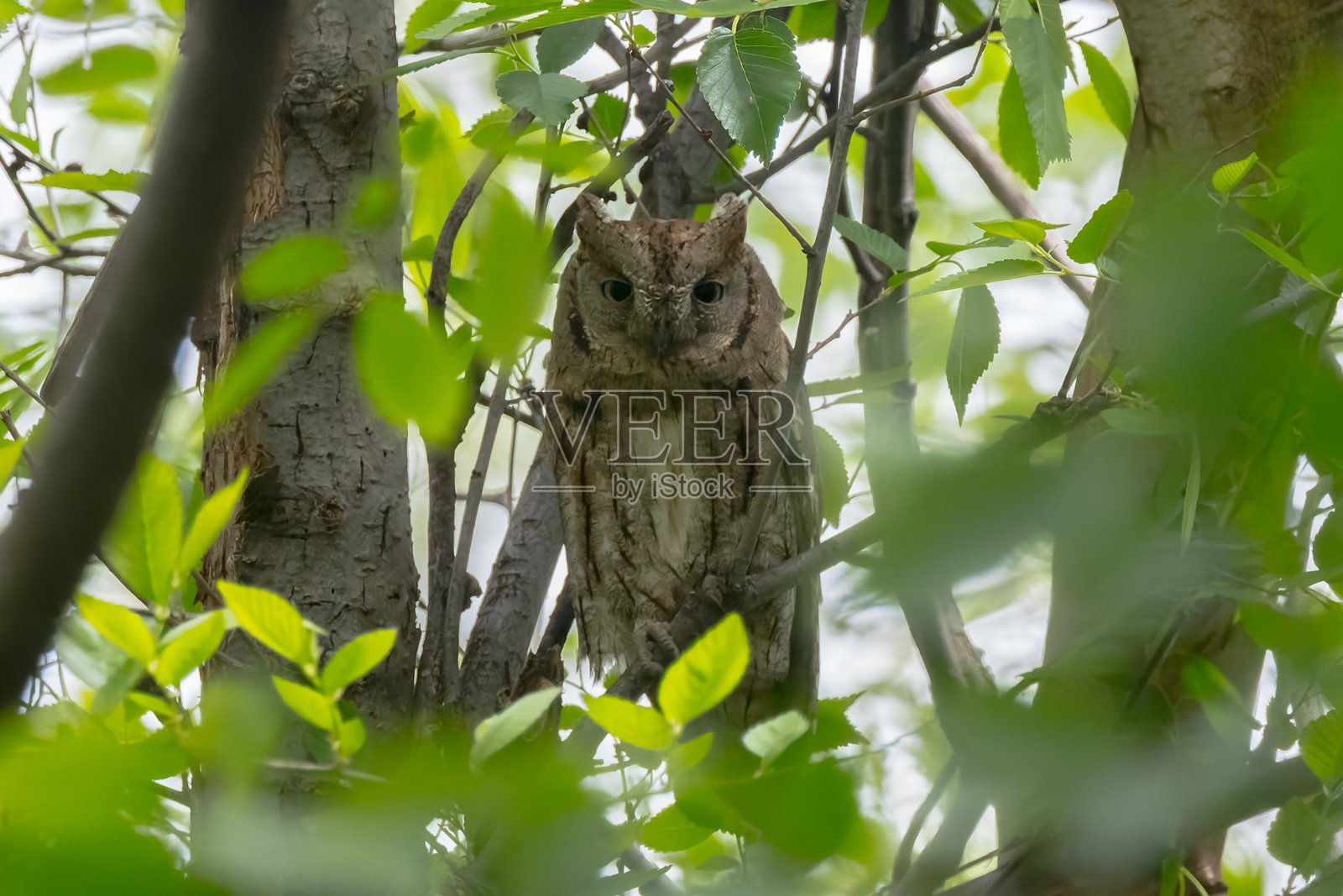 小猫头鹰在树枝之间照片摄影图片