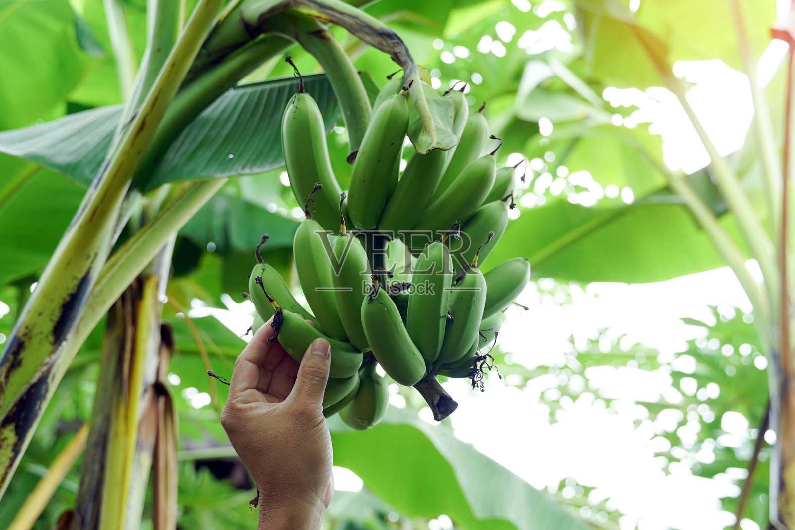 手握一把生香蕉，挂在树上。柔和且选择性对焦。照片摄影图片