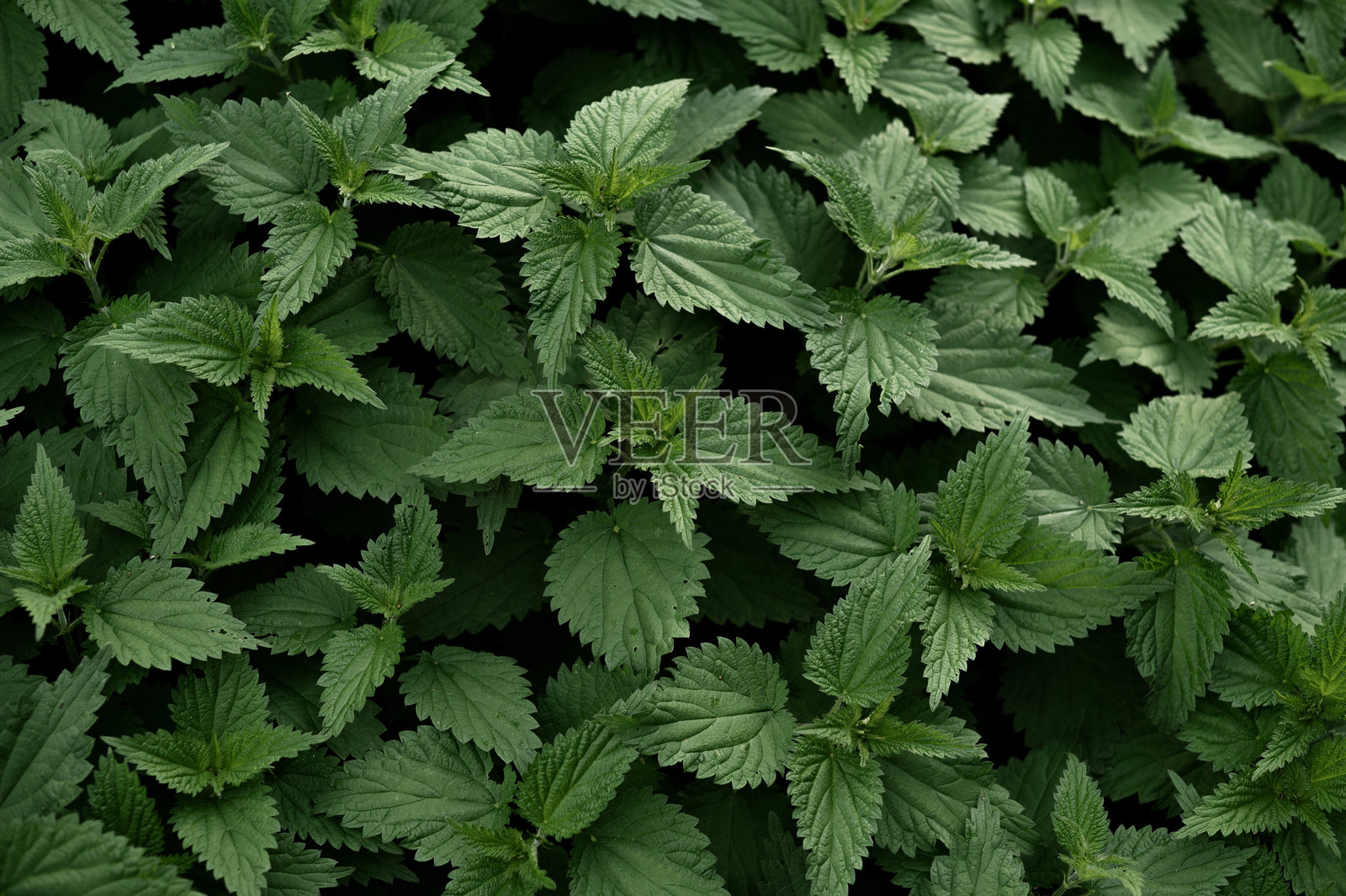 夏季茂密绿色荨麻的特写。照片摄影图片