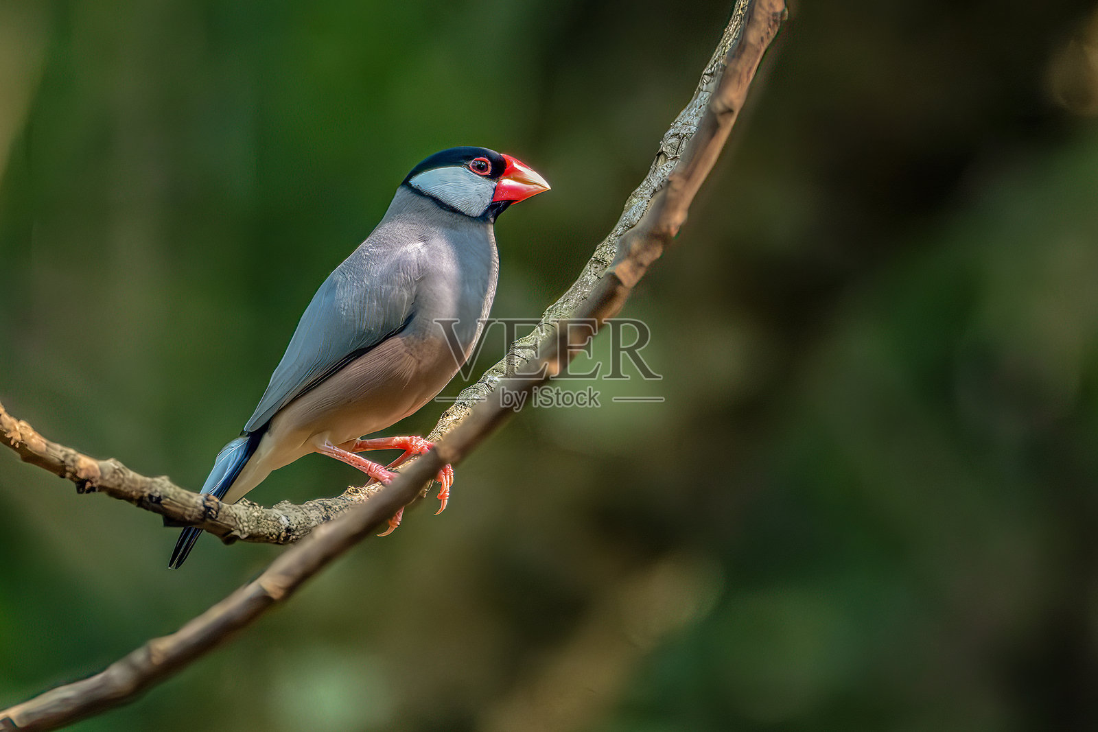 爪哇雀，爪哇麻雀，稻雀，栖息在树枝上照片摄影图片