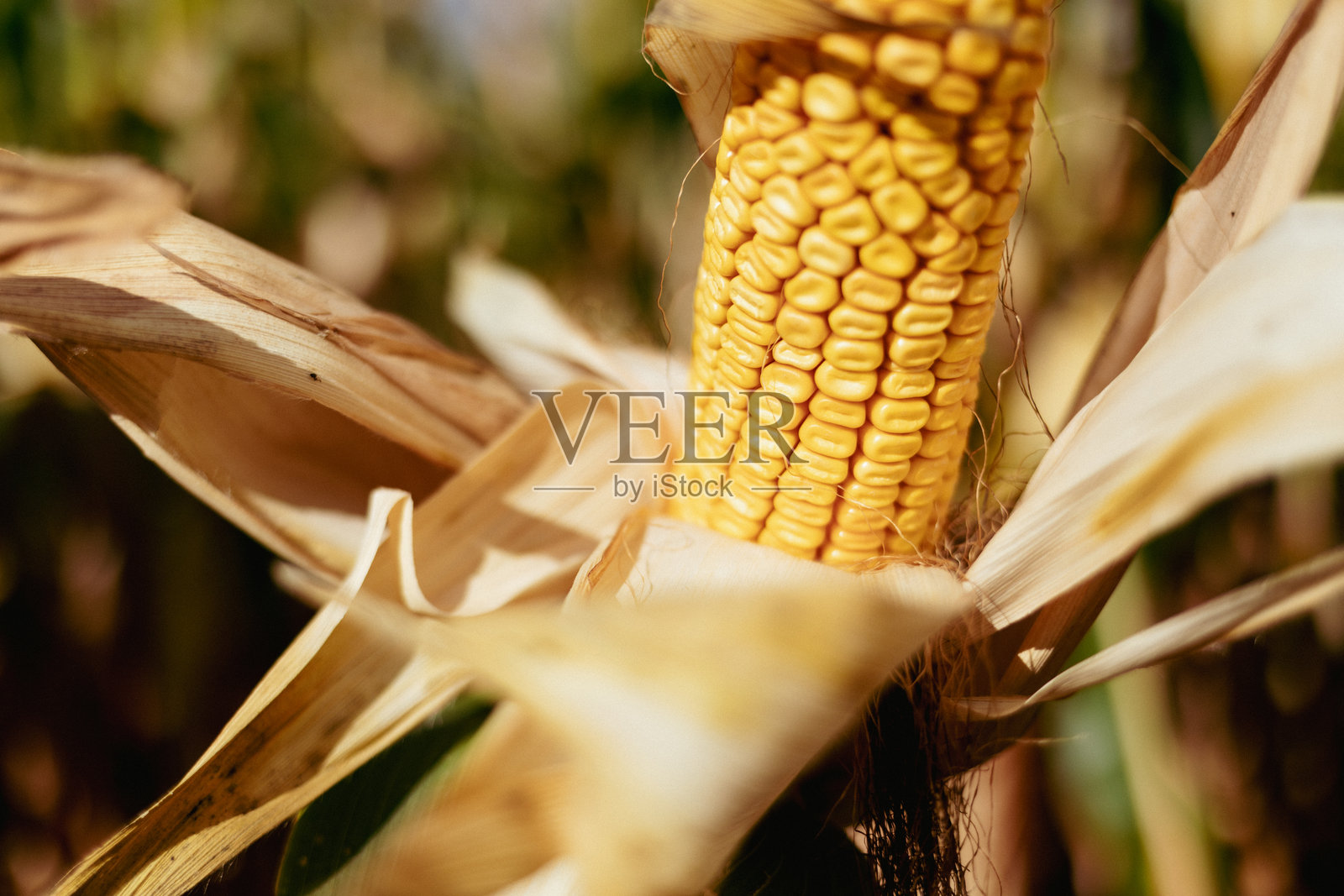 秋天的玉米田中，玉米在外壳中的特写镜头照片摄影图片