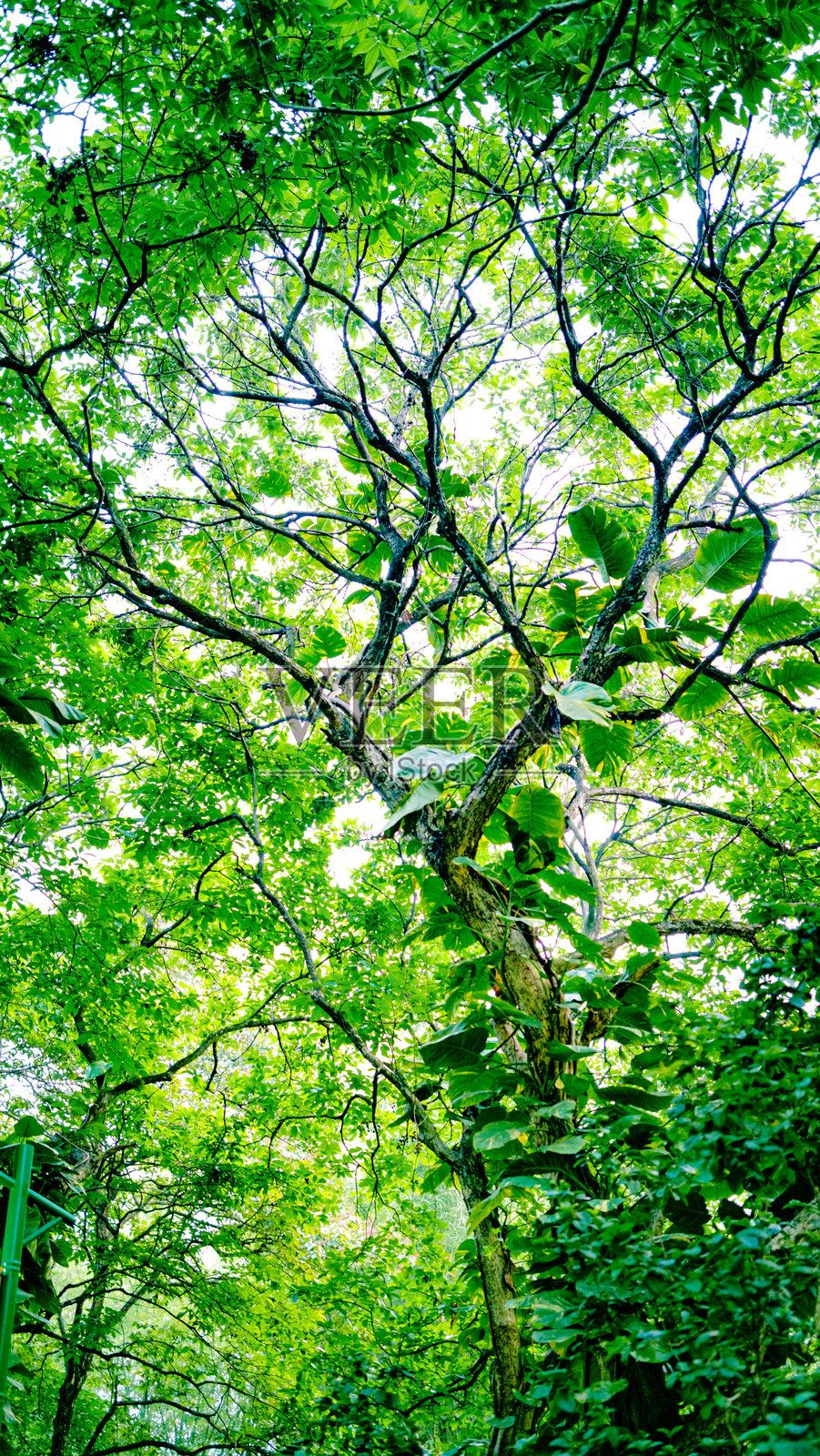 树冠照片摄影图片