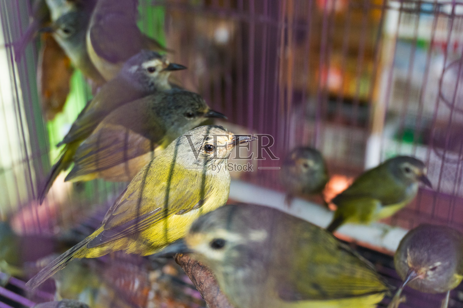 Apalopteron javanicum - 爪哇海雀。照片摄影图片