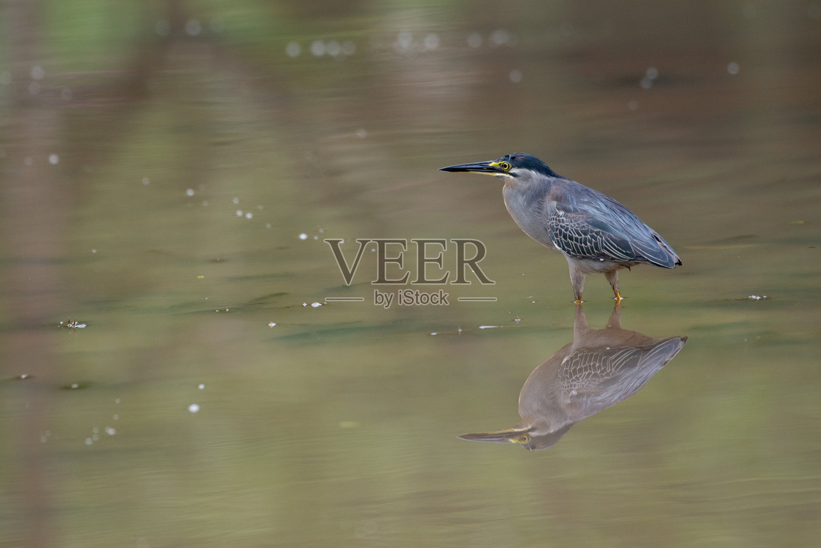 条纹苍鹭，也称为绿背苍鹭，在河中捕鱼照片摄影图片