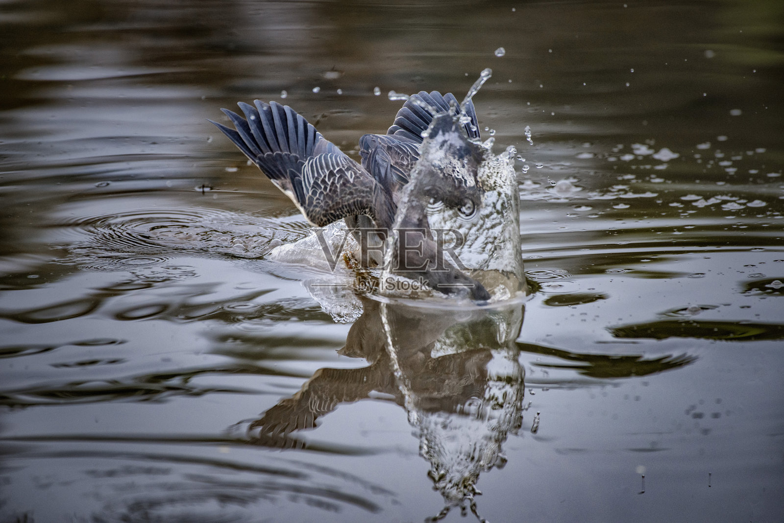 条纹苍鹭，也称为绿背苍鹭，在河中捕鱼照片摄影图片