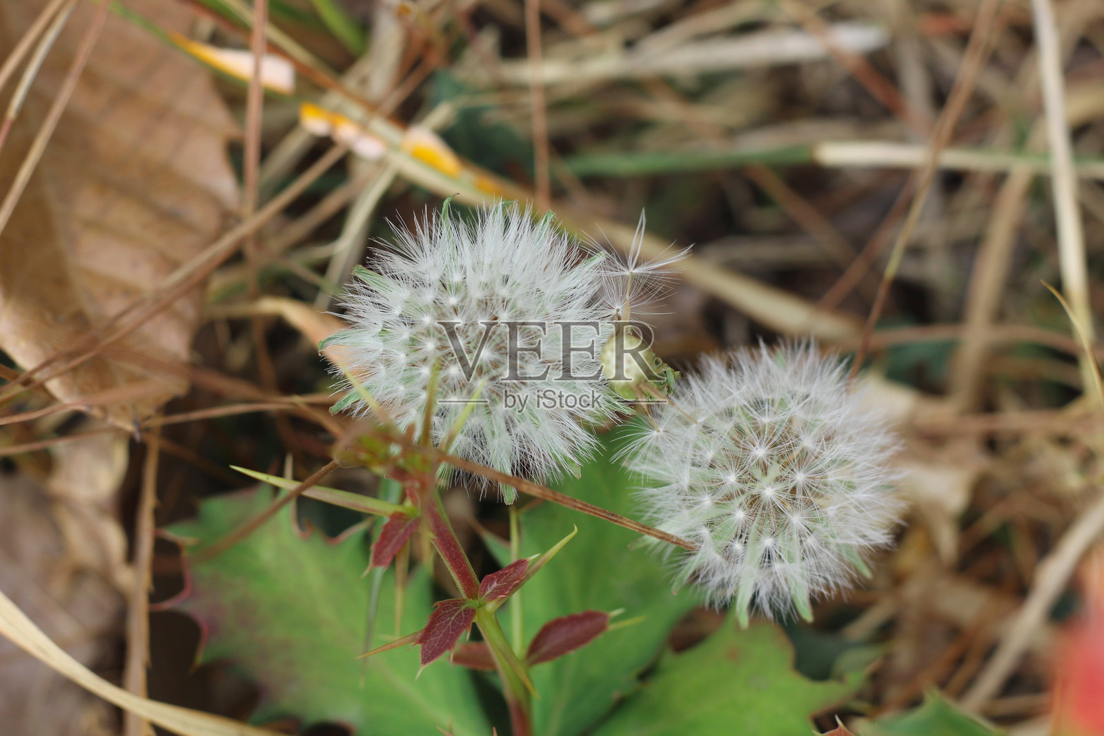 美丽的白色蒲公英花与草地相映成趣照片摄影图片