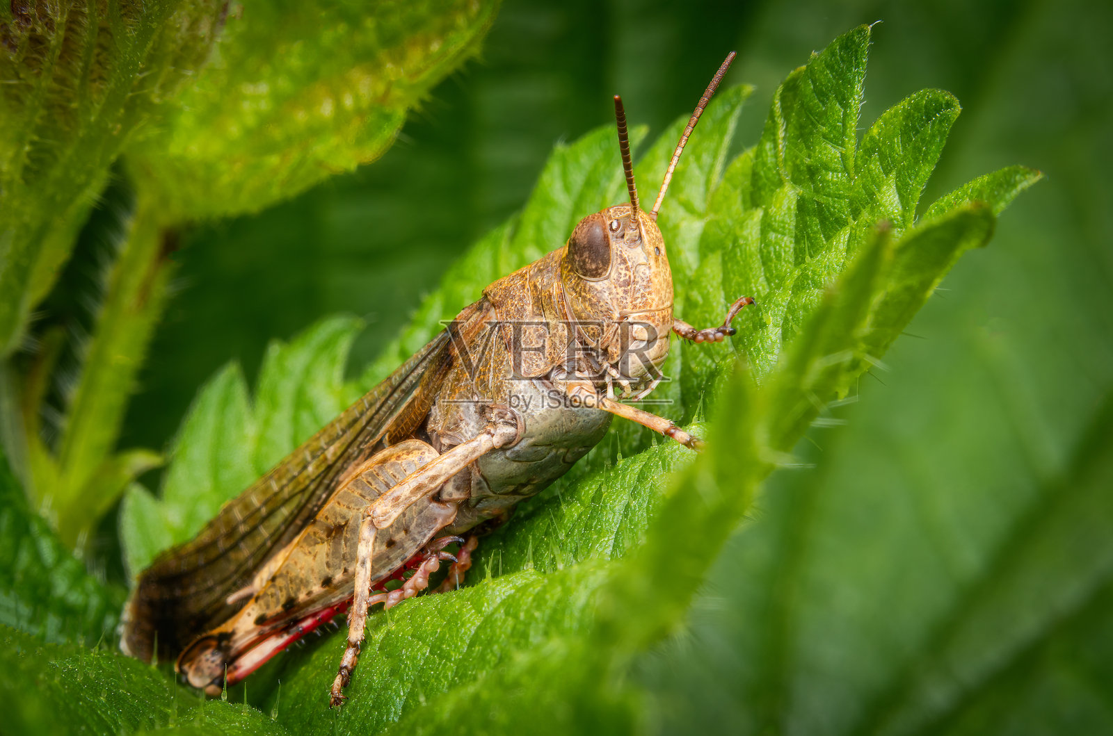 跳跃的昆虫照片摄影图片