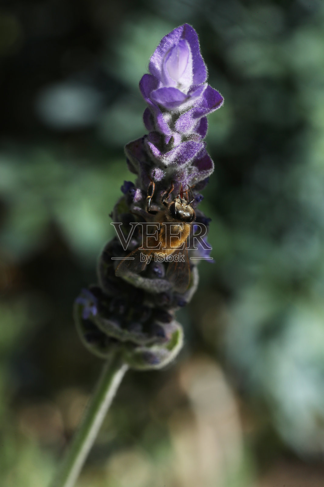 蜜蜂在野生薰衣草花上照片摄影图片