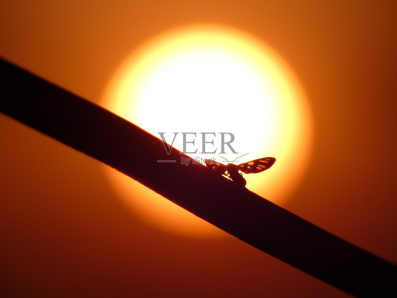 小蝴蝶剪影 No.2照片摄影图片