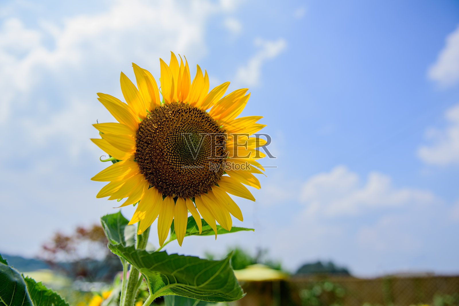 向日葵照片摄影图片