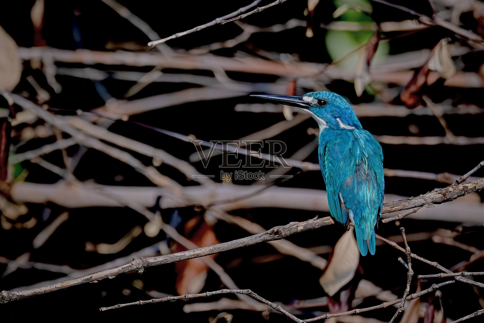 小蓝色的翠鸟非常喜欢栖息在河边。照片摄影图片