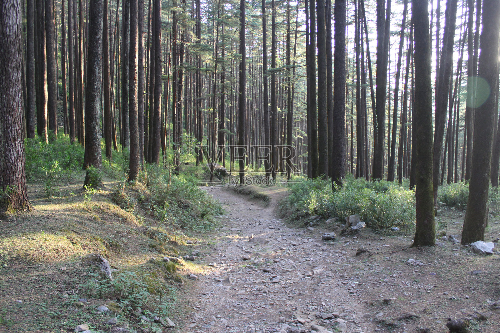 一条美丽的雪松（喜马拉雅雪松）丛林小径照片摄影图片