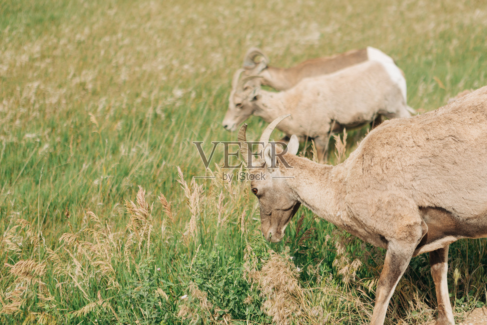 坏lands国家公园的大角羊母羊特写照片摄影图片