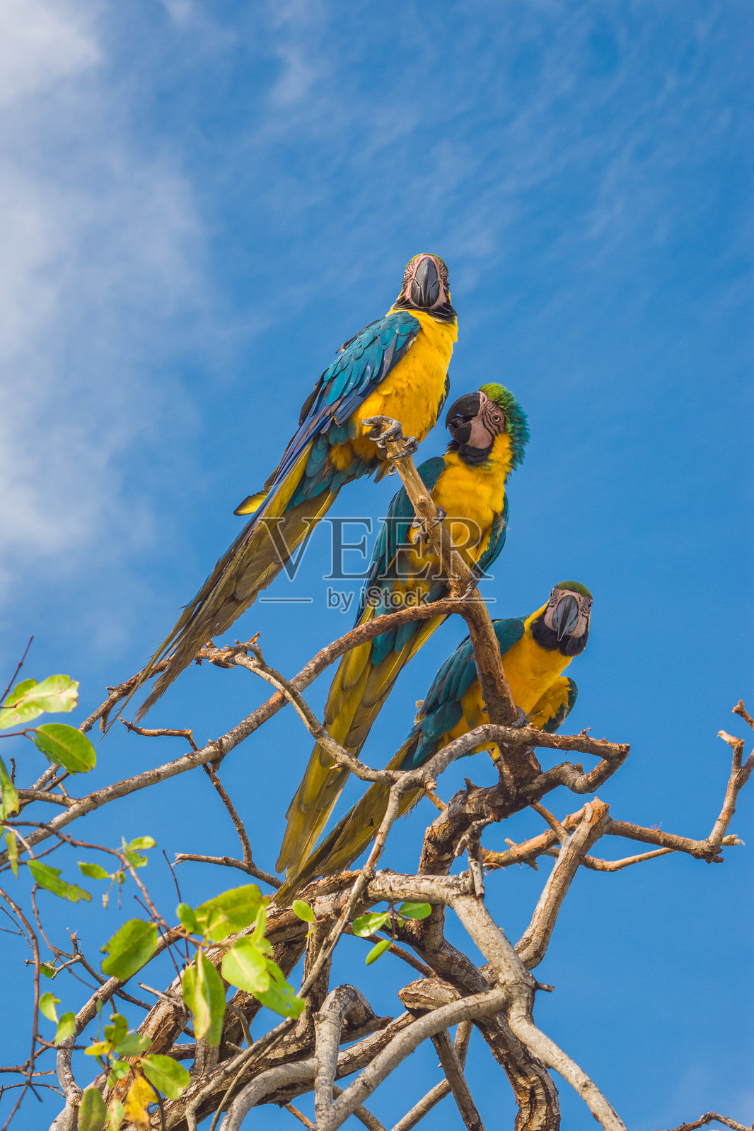 圣贝尔纳多群岛的五彩鹦鹉照片摄影图片