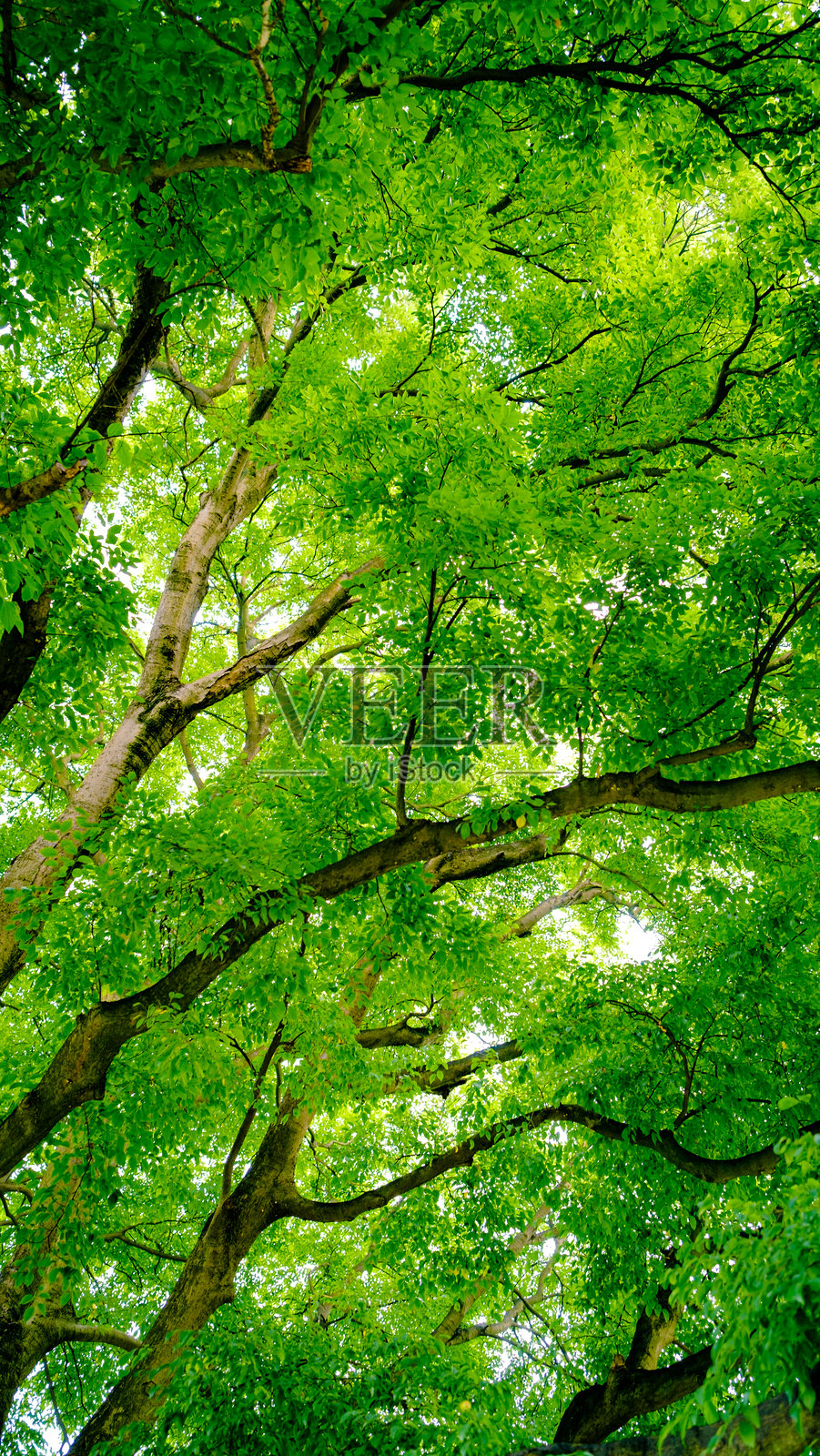 树冠照片摄影图片