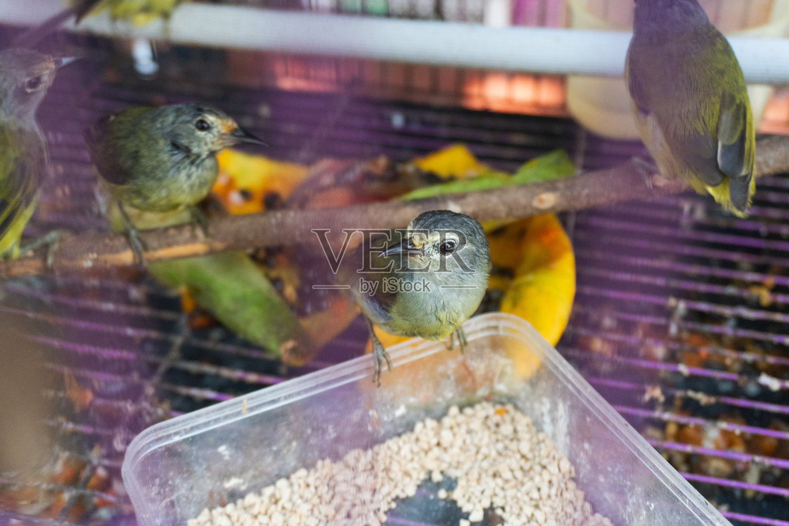 Apalopteron javanicum - 爪哇海雀。照片摄影图片