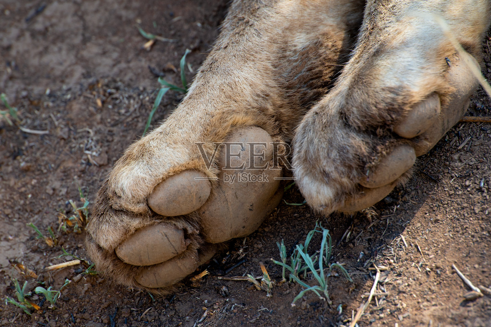 狮子的爪子特写照片摄影图片