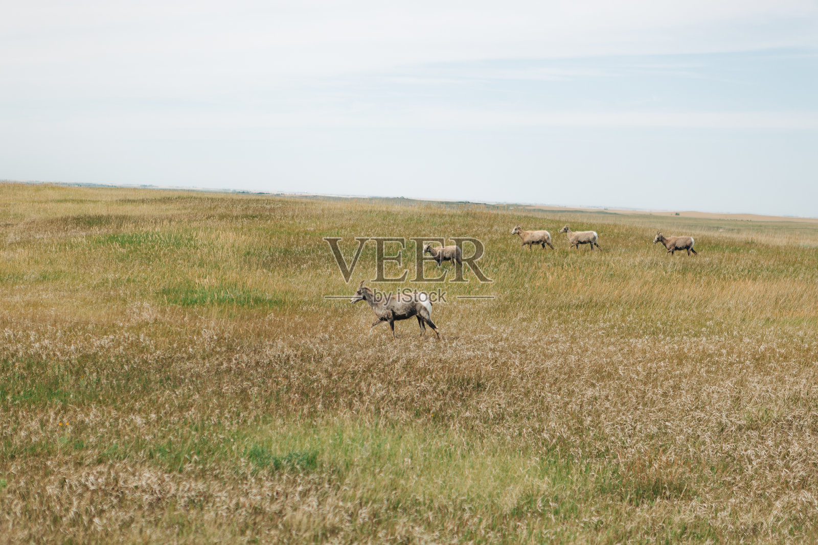 在巴德兰地区的边缘公路附近，角羊在开阔的草原上奔跑照片摄影图片