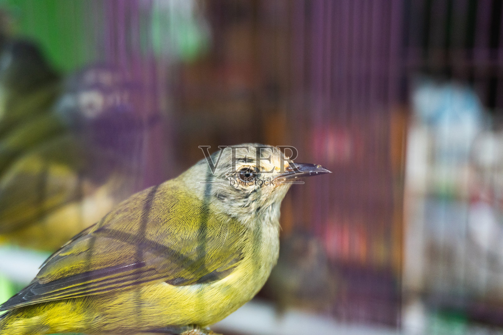 Apalopteron javanicum - 爪哇海雀。照片摄影图片