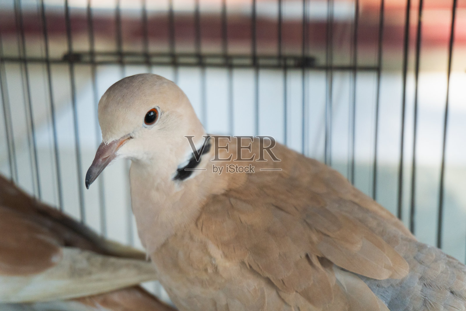 美丽的巴巴里鸽照片摄影图片