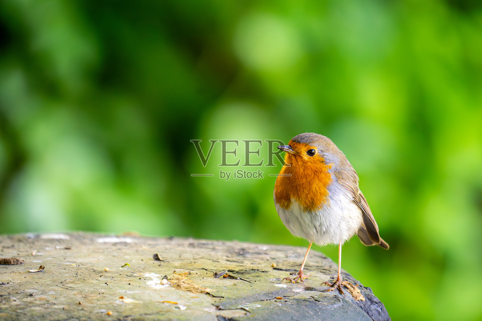 小歌手，大舞台照片摄影图片